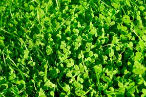 绿色青草地三叶草图片